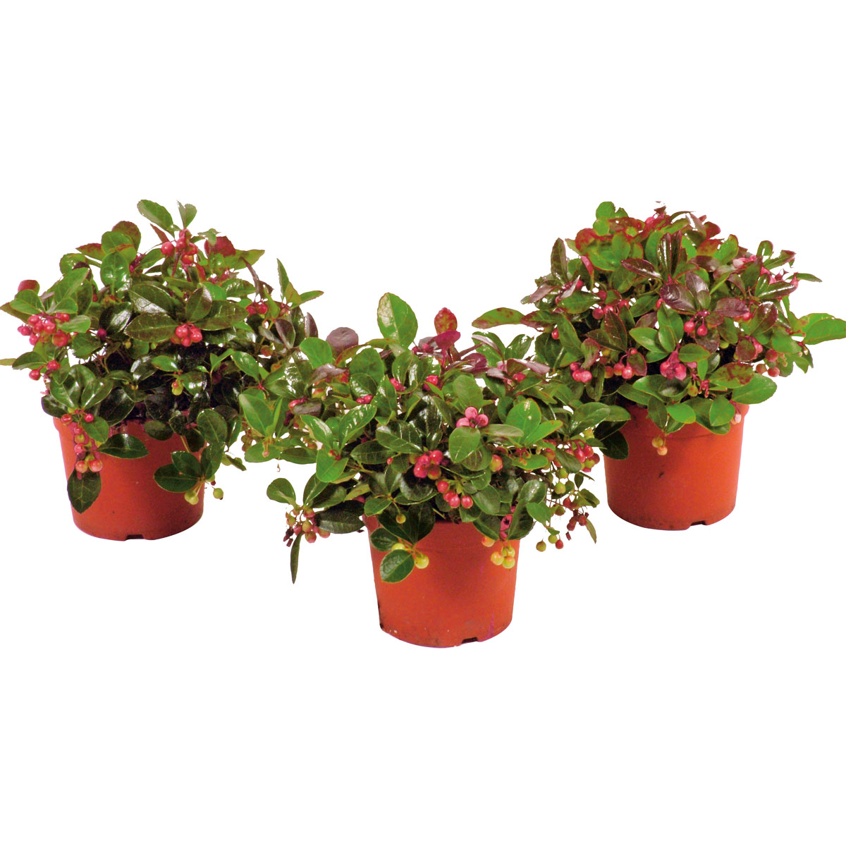 Plantiflor  Rebhuhnbeere Topf Durchmesser 10,5 cm Bild 2