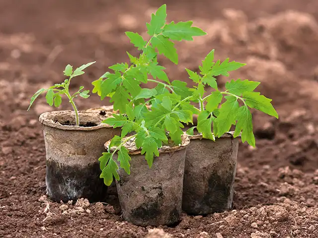 Drei junge Tomatenpflanzen wachsen in biologisch abbaubaren Töpfen auf frischer Erde.