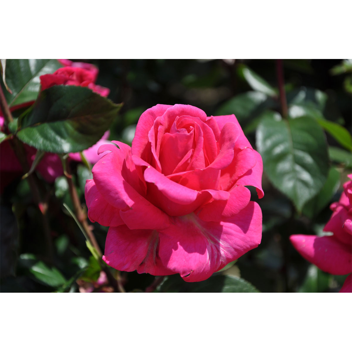 Plantiflor  Edelrose Rosa Topf Durchmesser 23 cm