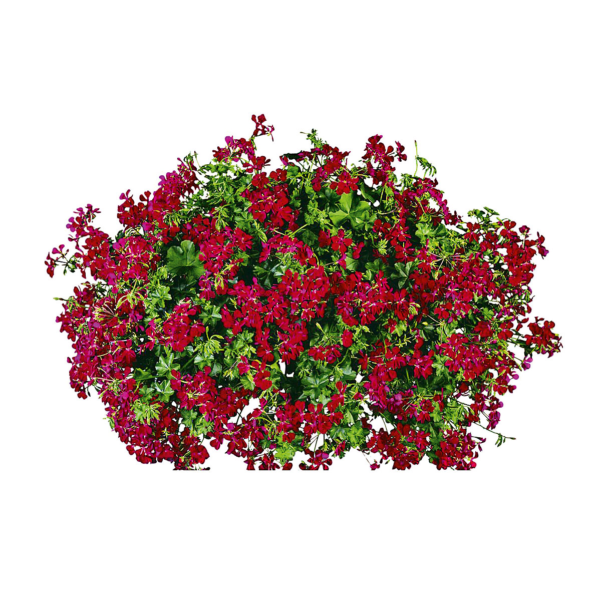 Plantiflor  Geranie hängend im Topf Durchmesser 10,5 cm Bild 3