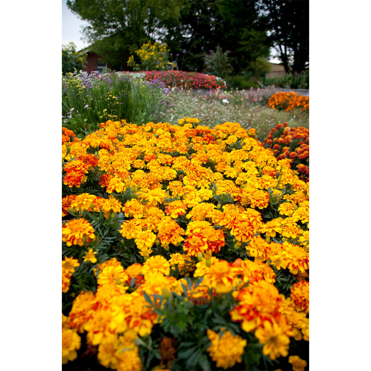 Plantiflor  Tagetes Topf Durchmesser 10,5 cm Bild 5