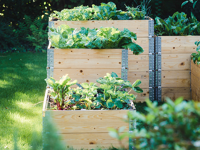 Hochbeete sind mit Gemüse bepflanzt und stehen auf einer grünen Wiese im Garten.