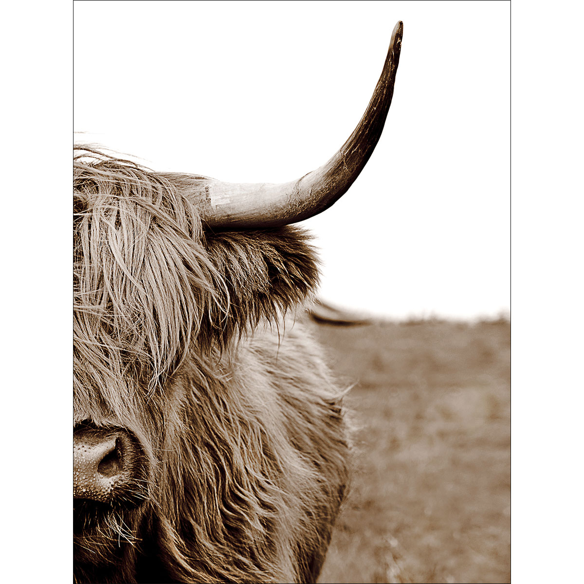 Canvas-Art, Scott. Highland Cattle II 60x80 cm