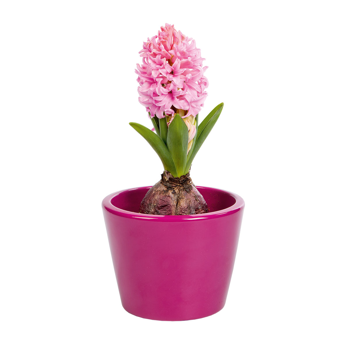 Plantiflor  Hyanzinthe im Farbmix Bild 1