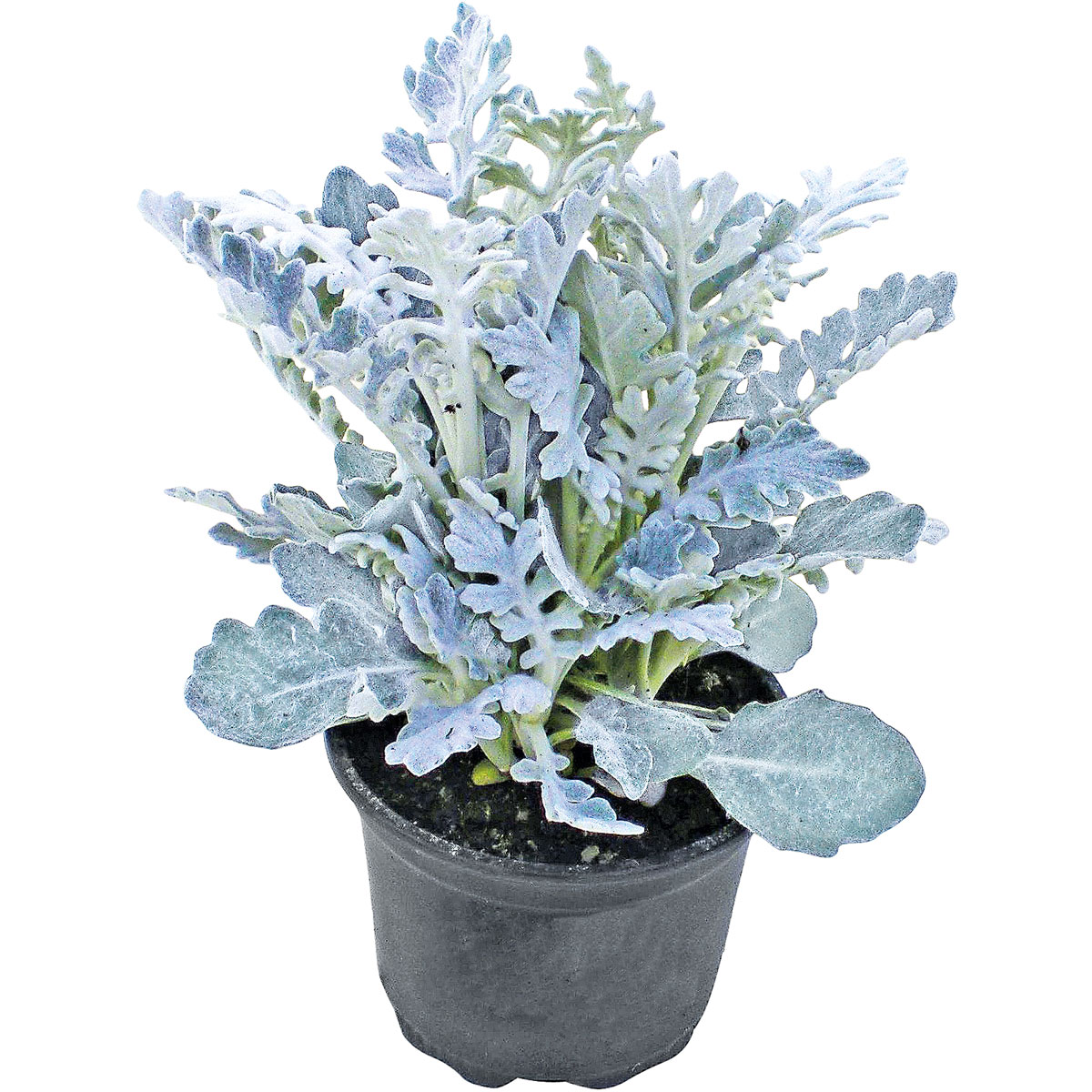 Plantiflor Herbstpflanzen Silberner Herbst 6er-Pack Bild 3