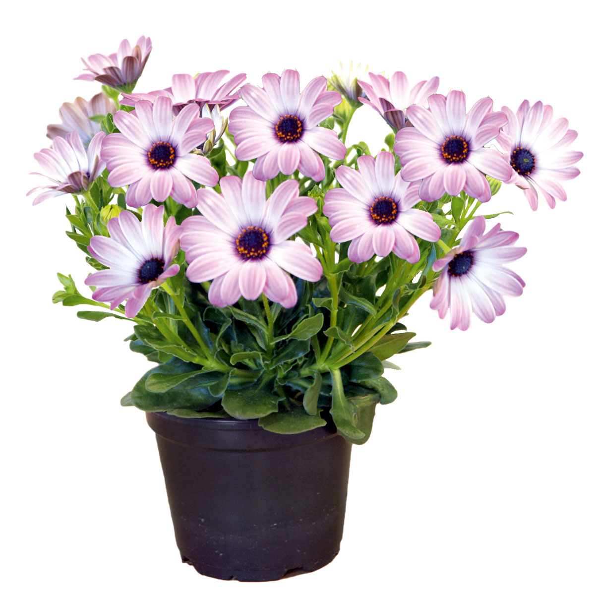 Plantiflor  Kapkörbchen verschiedene Farben im Topf Durchmesser 10,5 cm Bild 1