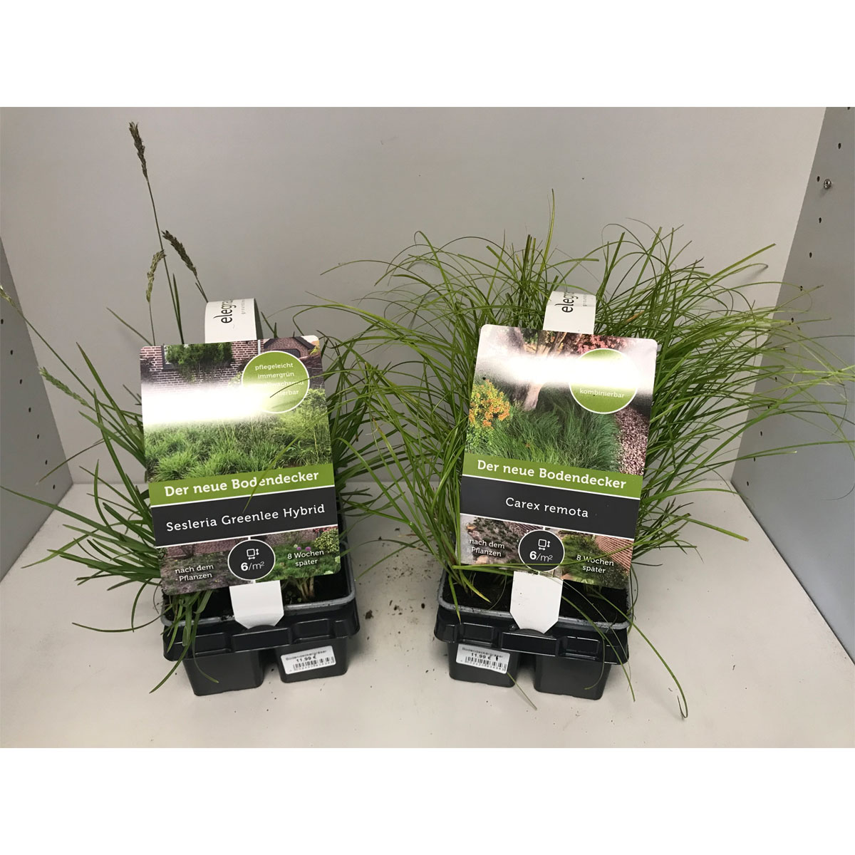 Elegrass Bodendecker, verschiedene Sorten, 6er-Tray, T9