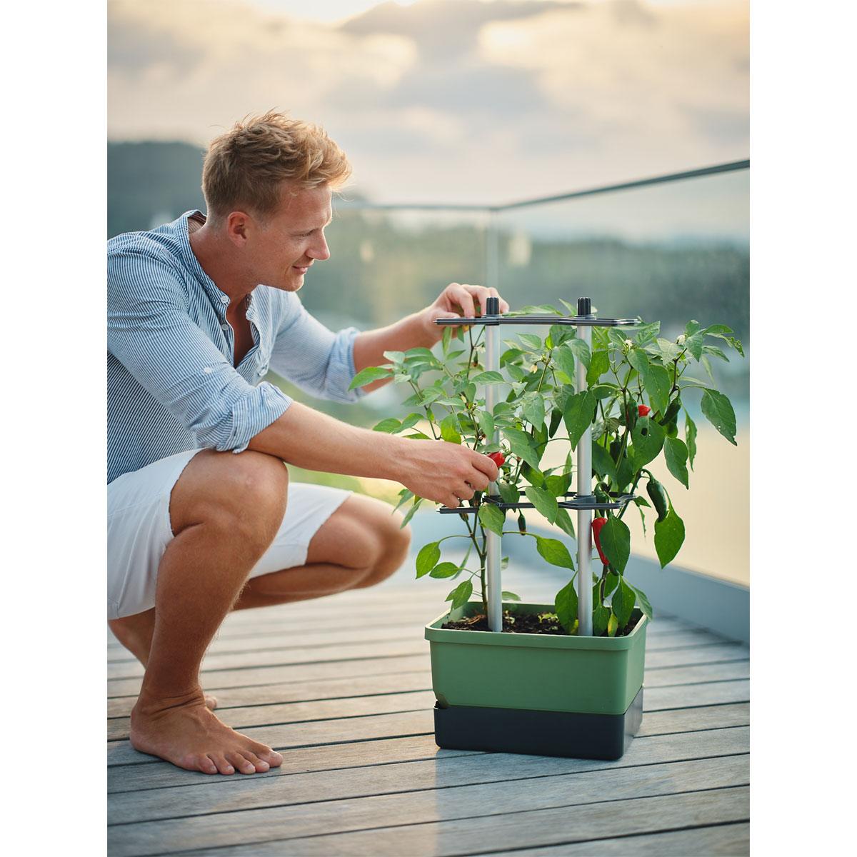 Rankhilfe Charly Chily dunkelgruen Bild 4