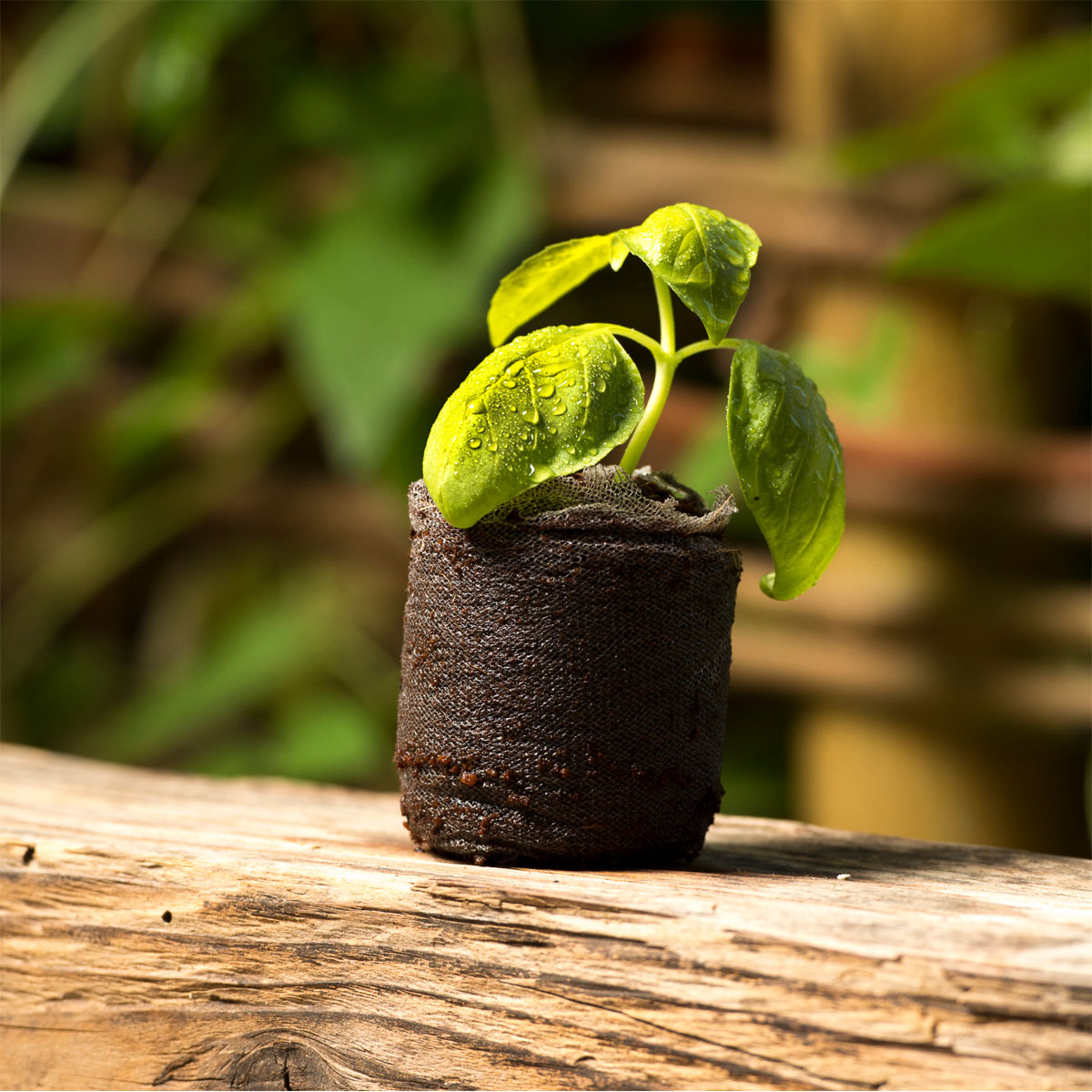 Windhager  Anzucht-Quelltabs 3,5x3,5x0,6 cm 20 Stück Bild 3